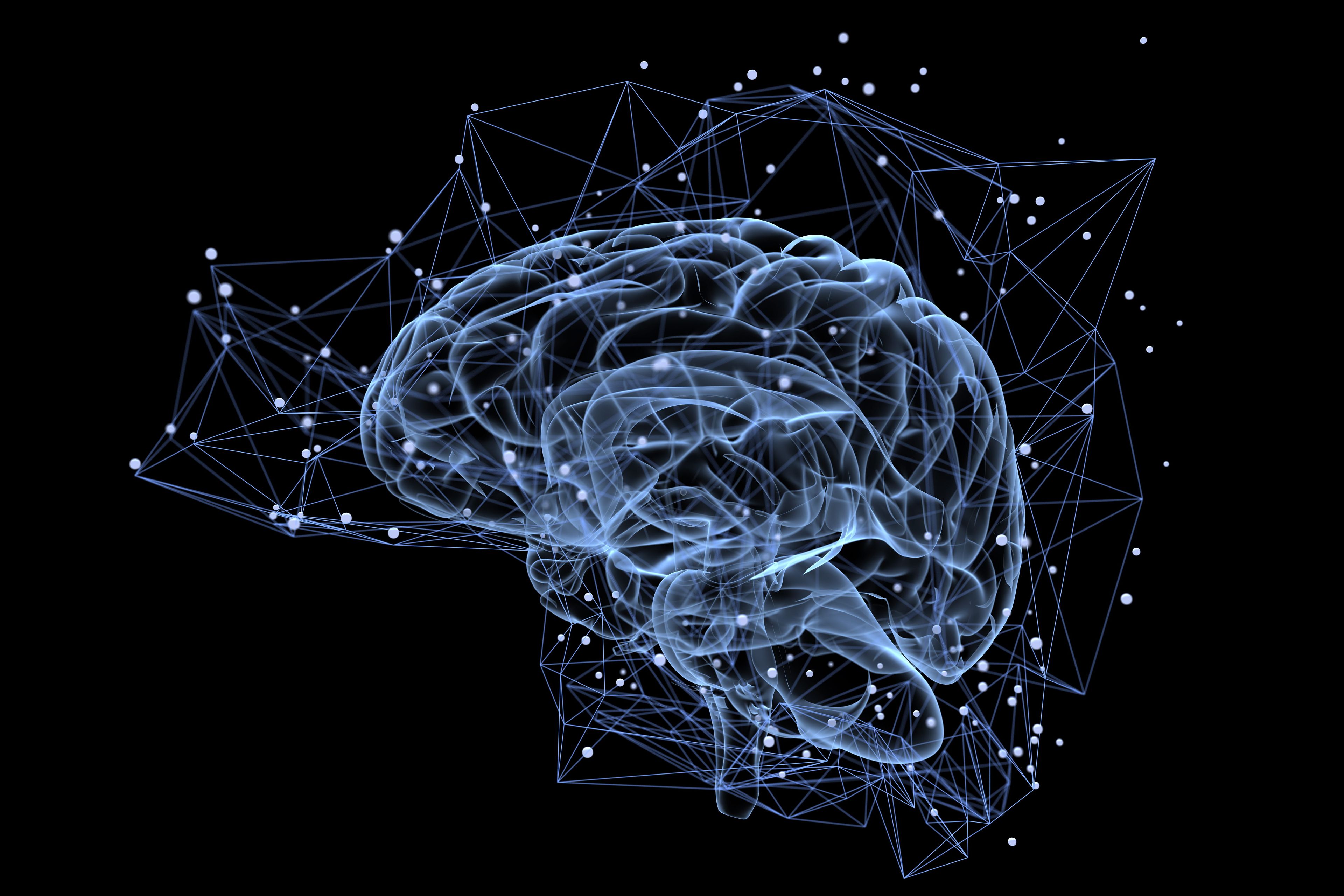 Human brain