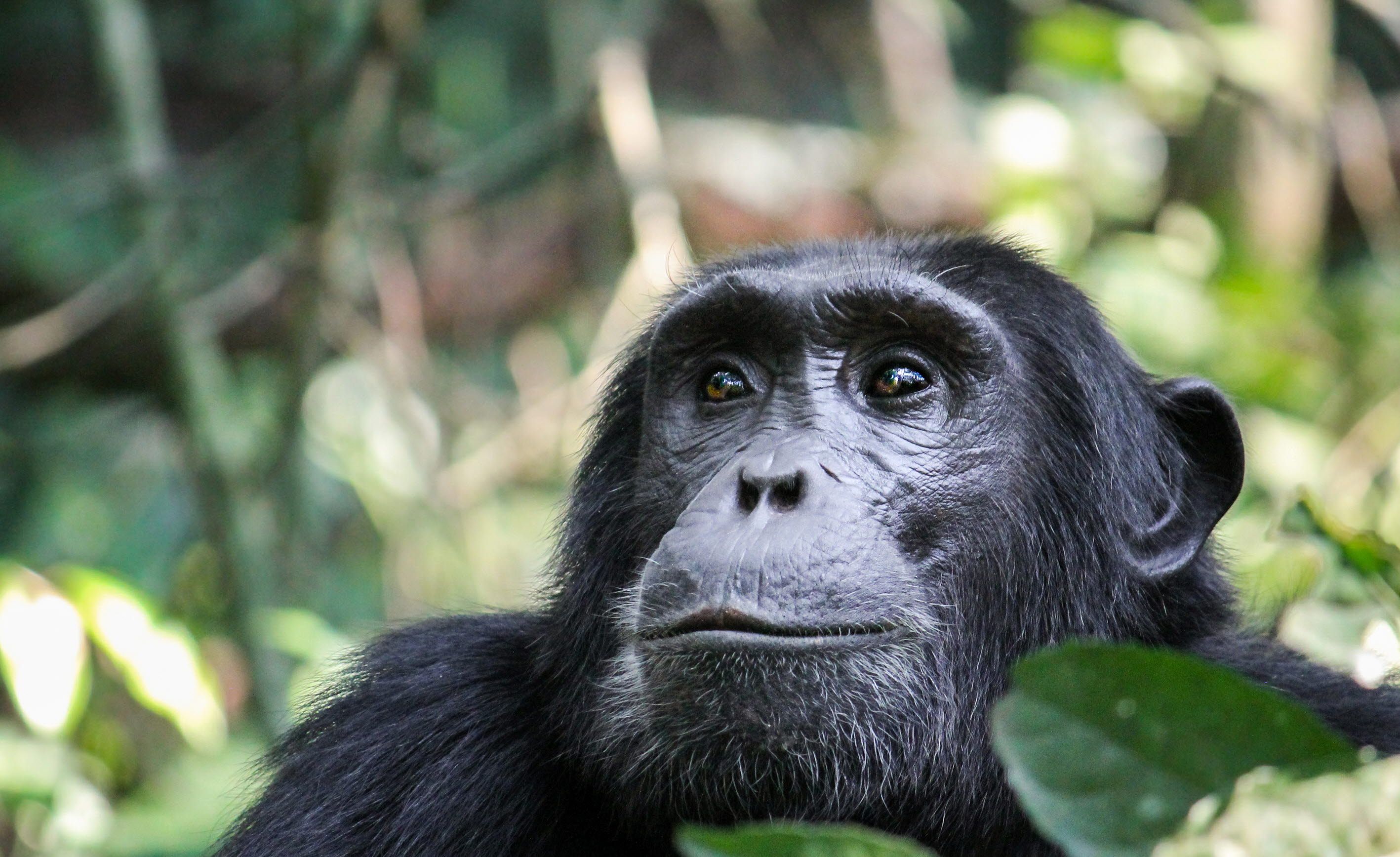 Chimpanzee in the jungle