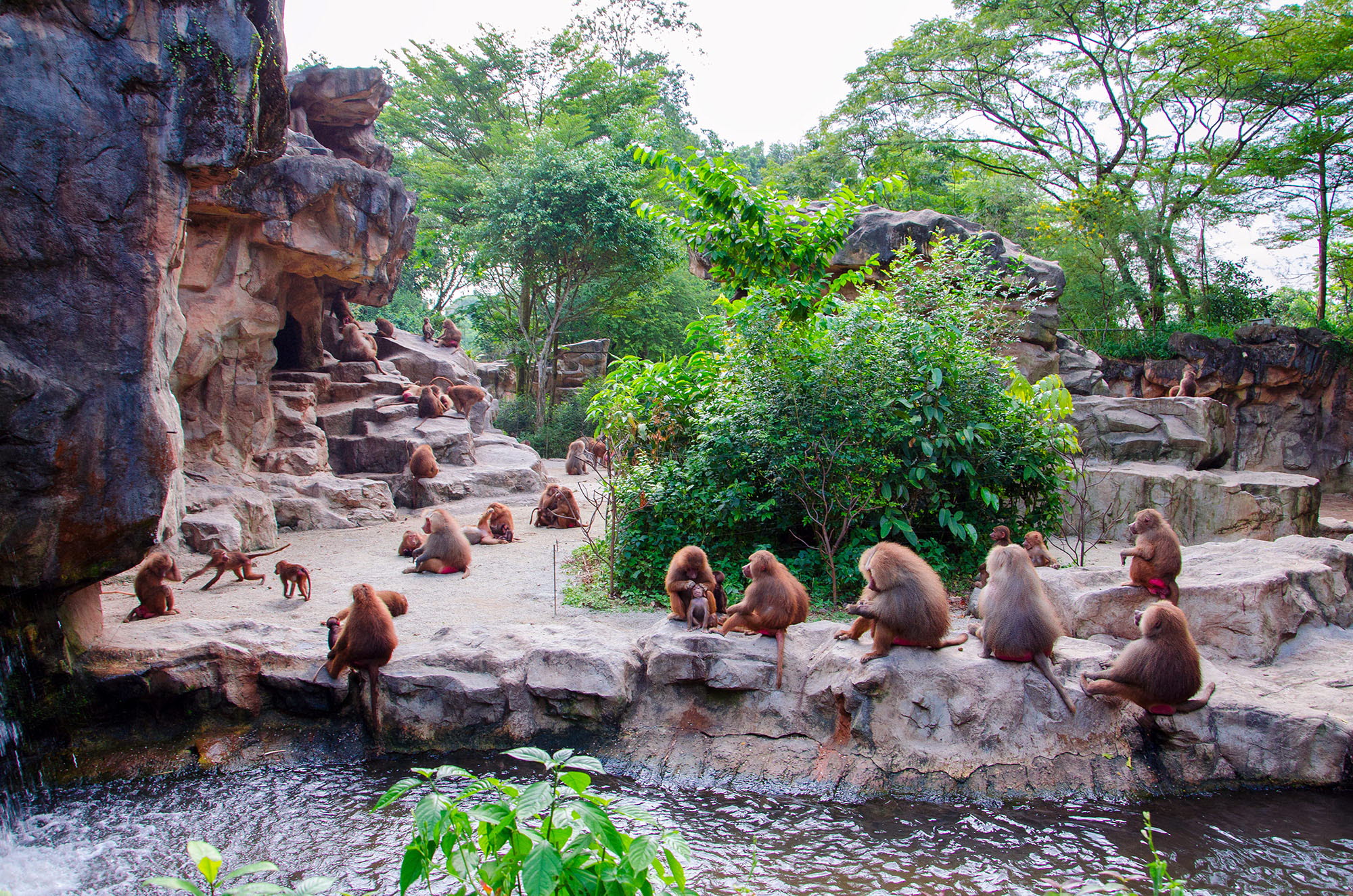 Monkey exhibit at a zoo