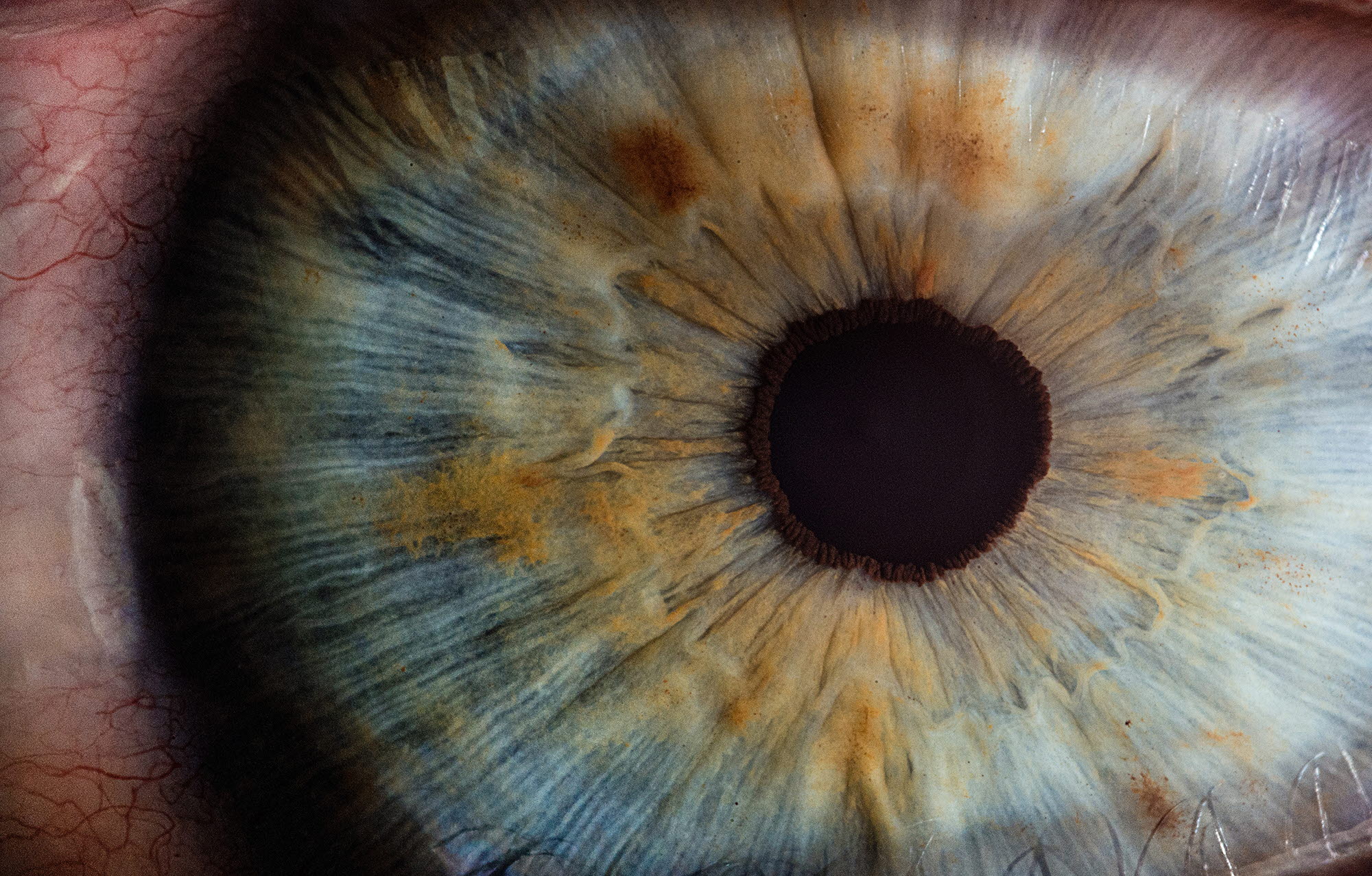 Close up on the human eye