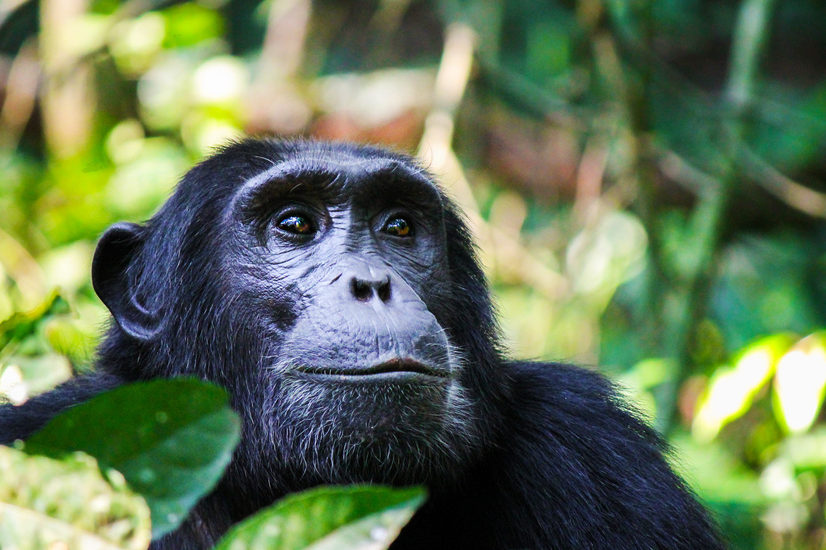 Chimpanzee - nonhuman primate research