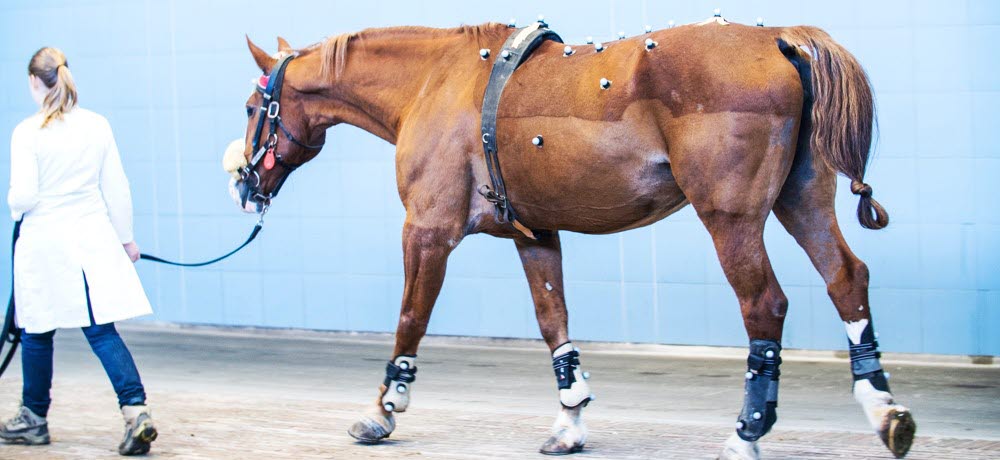 Qualysis motion capture markers on a horse
