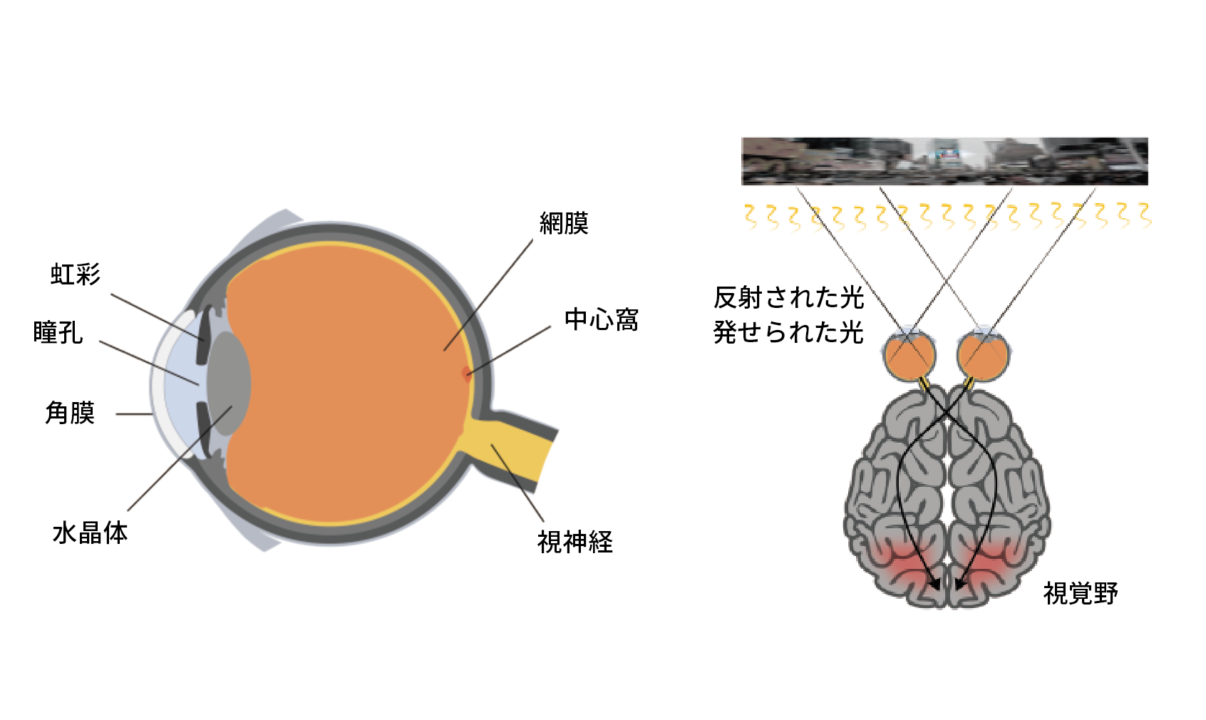 Structural diagram of the human eye and image of its transmission to the visual cortex of the brain