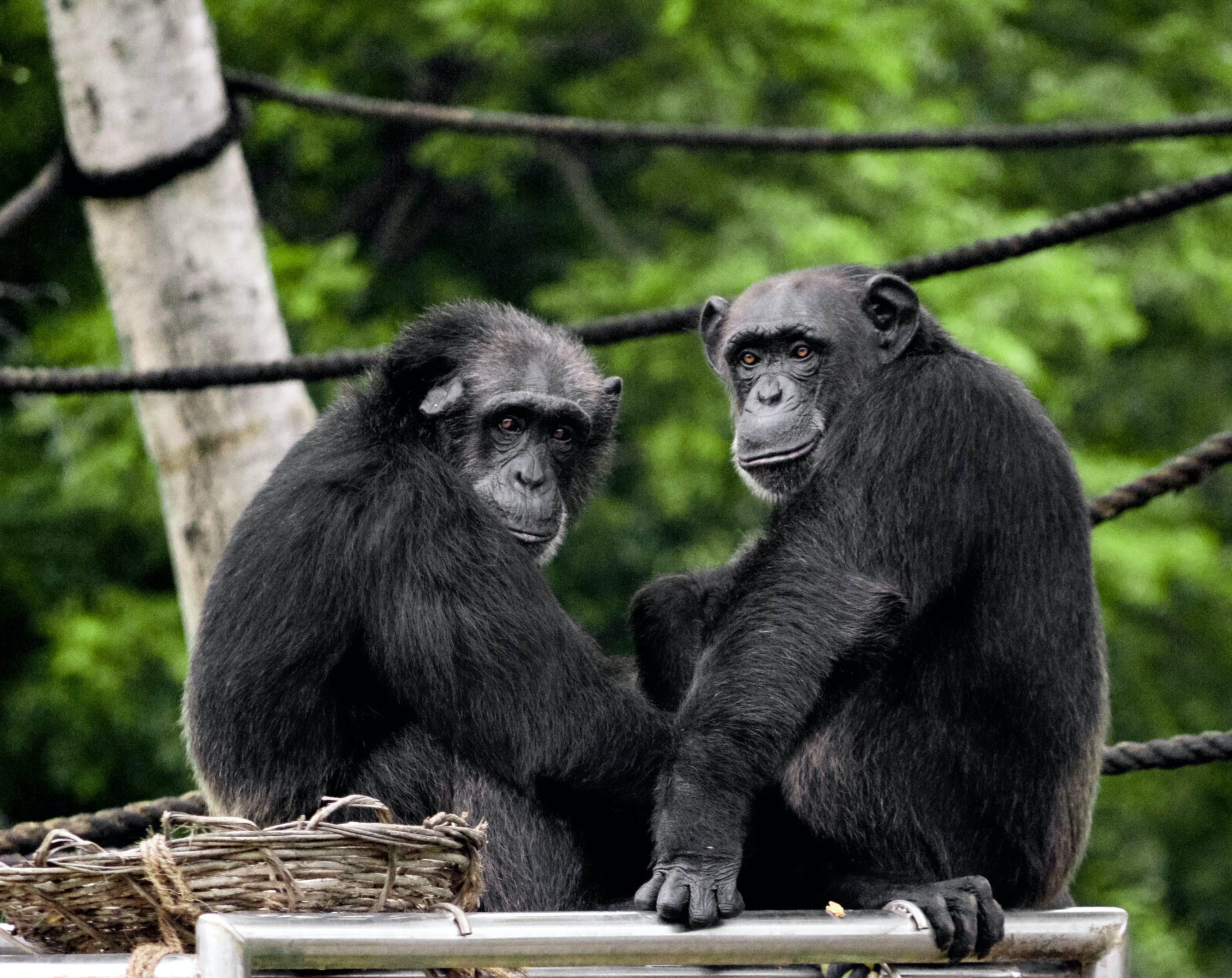 Chimpanzee in the jungle