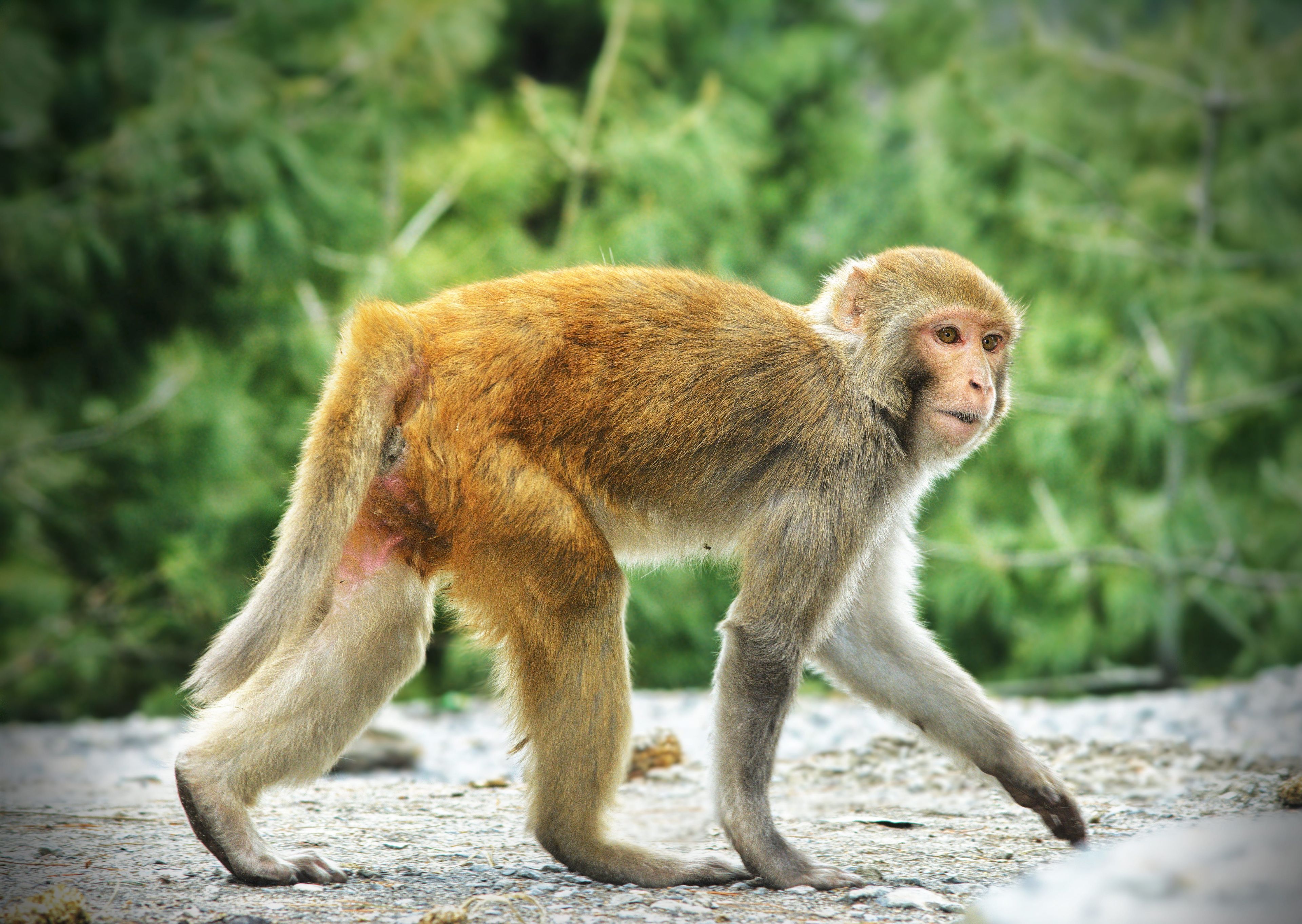 Monkey walking on all fours